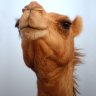 a camel