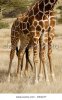 torso-and-legs-of-two-reticulated-giraffes-samburu-kenya-CW2A7Y.jpg
