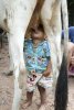 kid sucking cow.jpg