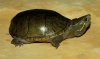 Common Musk Turtle.jpg
